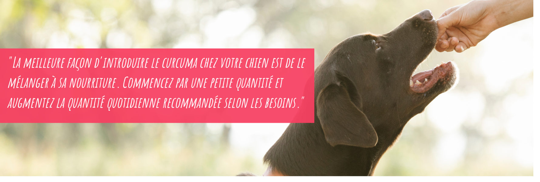 Citation de l'article curcuma et poivre noir