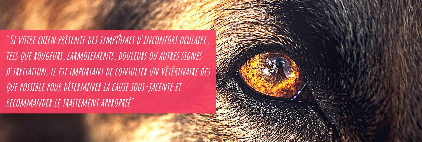 citation-maladie-yeux-chien