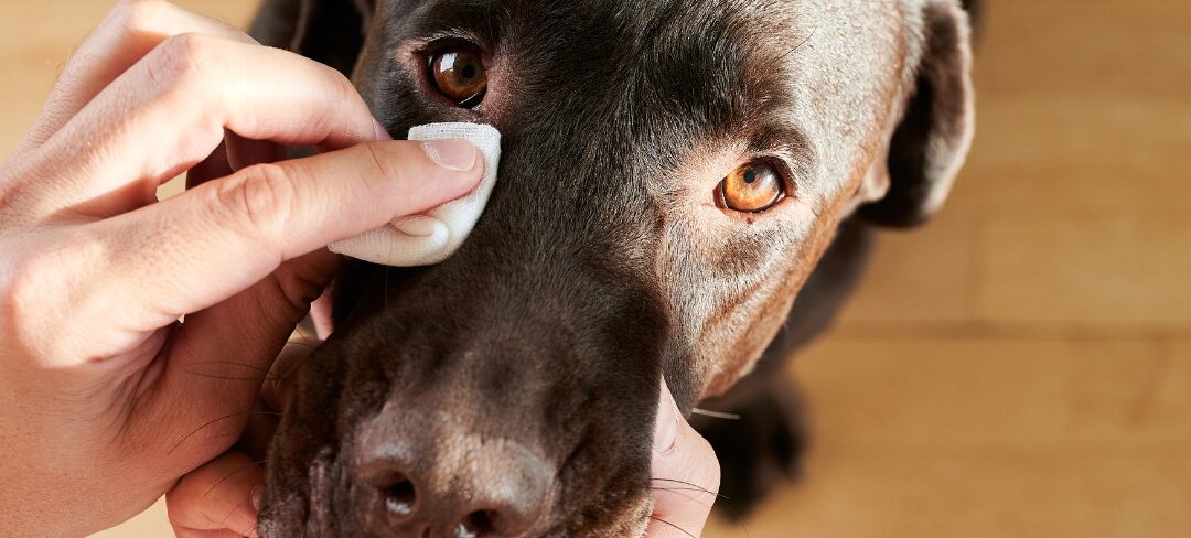 Quelles sont les principales maladies des yeux chez le chien ?