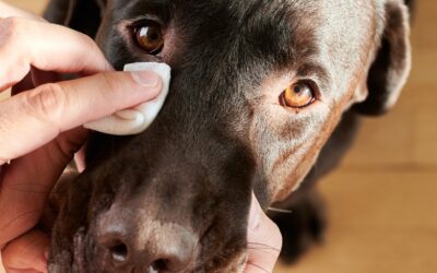 Quelles sont les principales maladies des yeux chez le chien ?