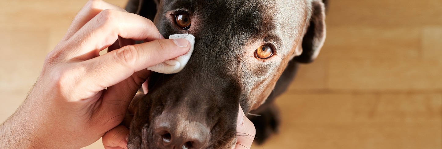 maladie-yeux-chien-conseil-entretien