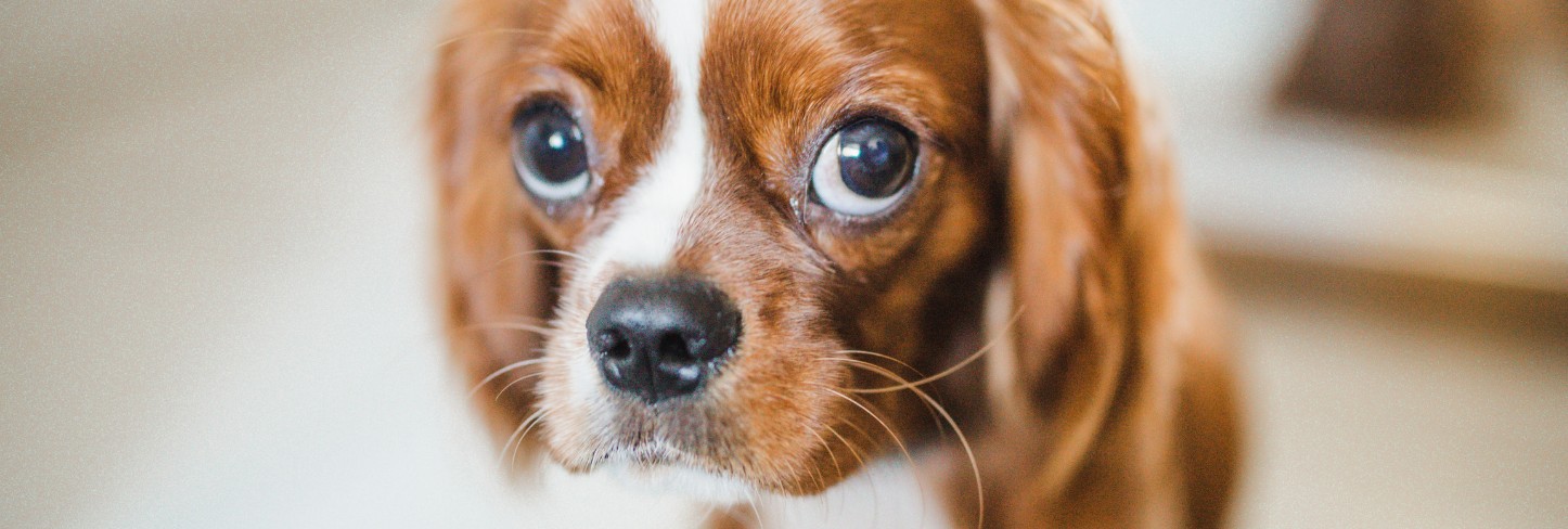 maladie-yeux-image-conseil-information-chien-cavalier