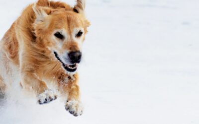 Protégez et préservez les articulations de votre chien : nos conseils pour l’hiver 2024 !