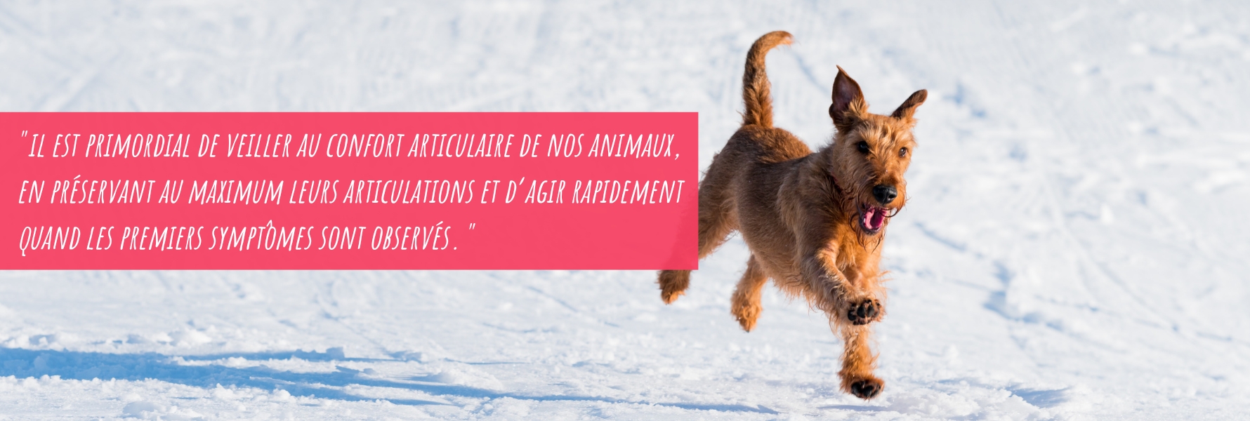 citation-conseil-articulation-chien-hiver