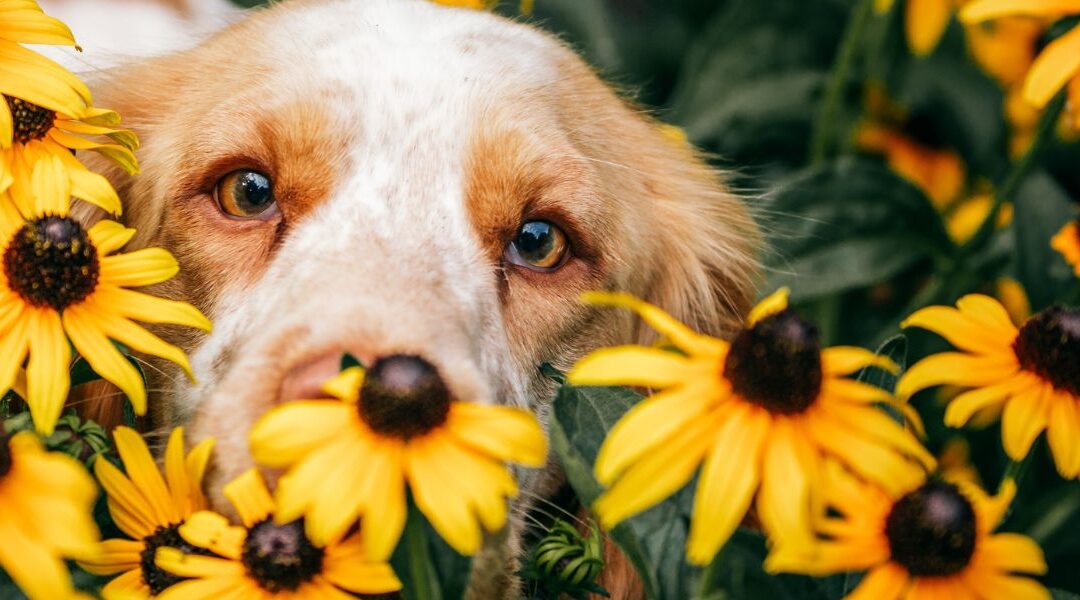 Les allergies saisonnières du chien : symptômes, prévention et traitement | Guide 2025