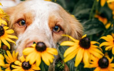 Les allergies saisonnières du chien : symptômes, prévention et traitement | Guide 2025