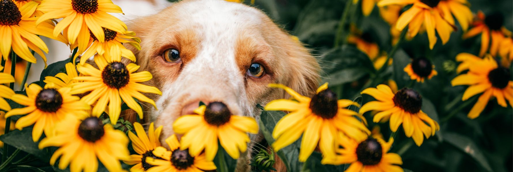 Présentation du produit curcuma et poivre noir de phyto compagnon dans un article dédié aux bienfaits du curcuma pour chien.