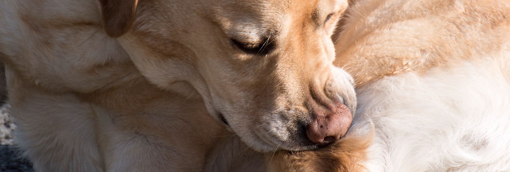 Présentation du produit curcuma et poivre noir de phyto compagnon dans un article dédié aux bienfaits du curcuma pour chien.