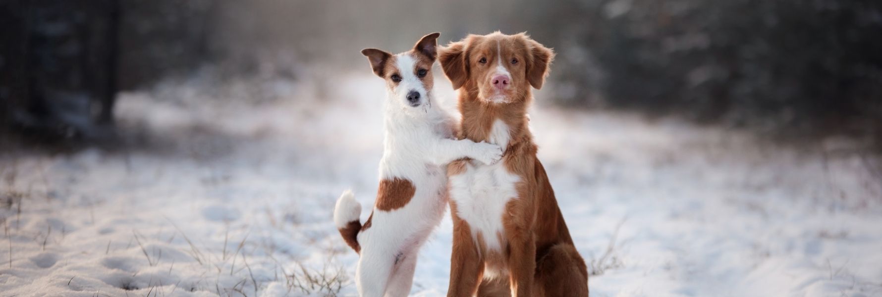 article-vitalité-chien-photo-deux-chiens-neige