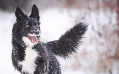 Améliorer la vitalité de votre chien en hiver : conseils et solutions naturelles