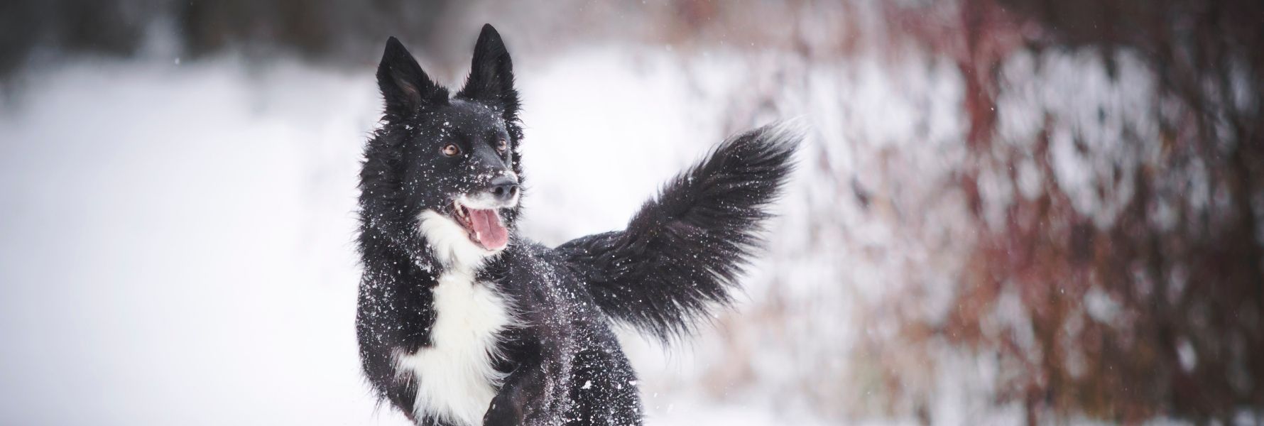 article-vitalité-chien-photo-chienquicourt-neige