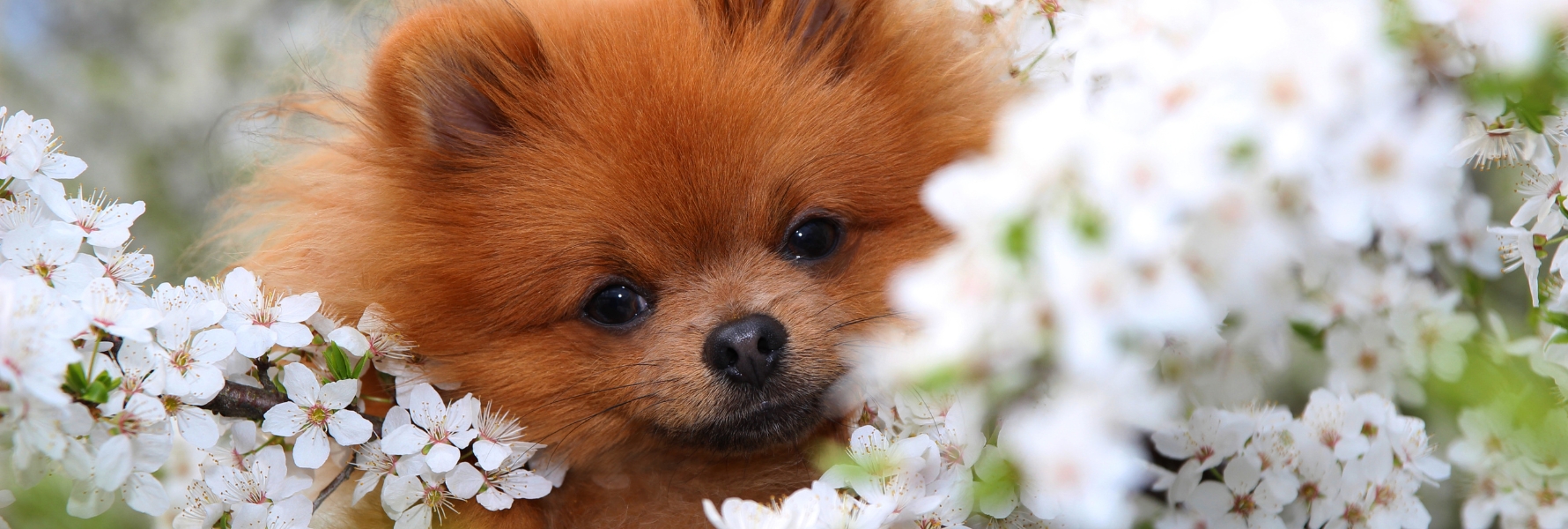 article-vitalité-chien-photo-deux-chiens-neige